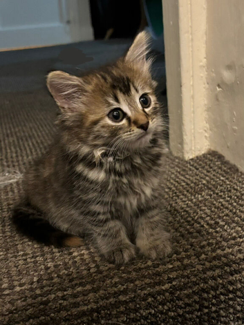 Beautiful kittens for sale
