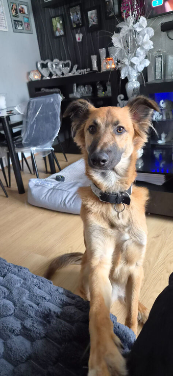 german shepherd x lurcher