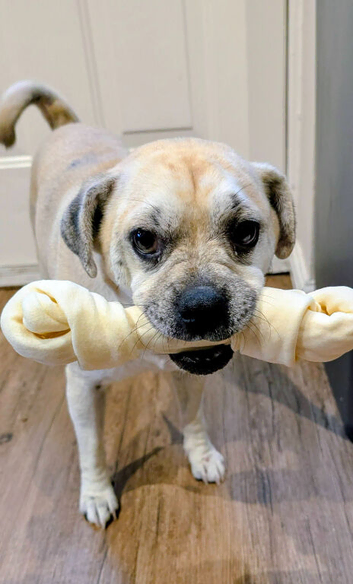 Jack Chi boy crosses with pug