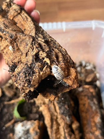 Dairy cows & Snow White isopods