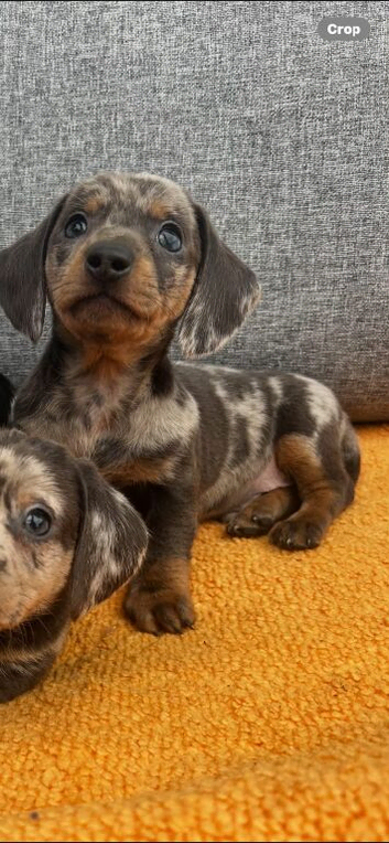 kaninchen dashound puppies