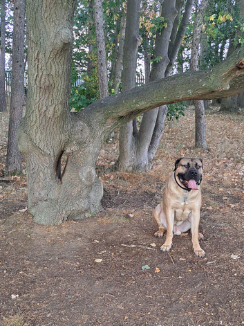 Boerboel mix Neapolitan dog for STUD only