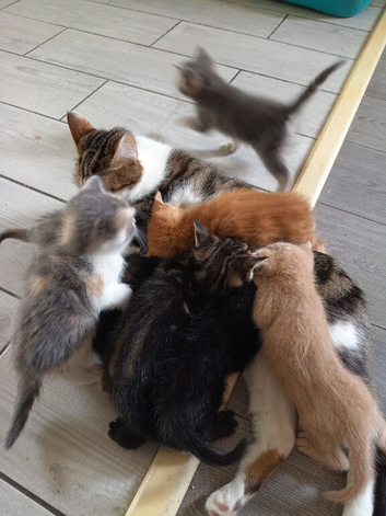 Beautiful , playful loving kittens