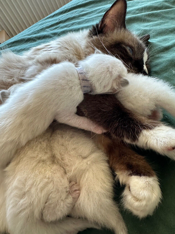 Ragdoll kittens for sale