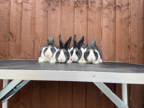 Baby Dutch Rabbits For Sale