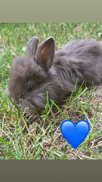 Angora x lionhead babies