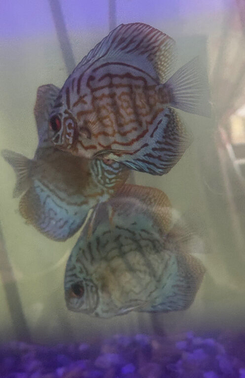 Blue Turk discus (sold)
