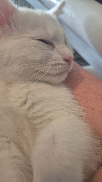 11 week old kitten