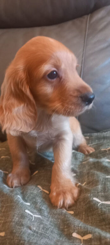 Cocker spaniel puppies