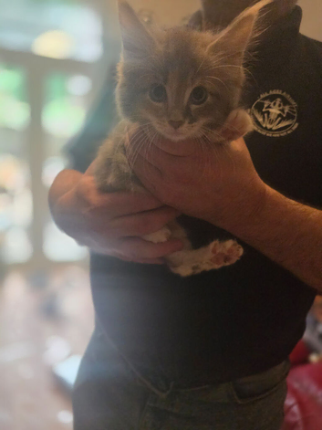 Half maincoon kittens forsale