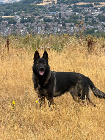 DDR German Shepherd
