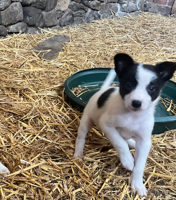 Ready for new homes