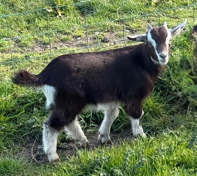 Two beautiful Swiss marked dwarf dairy billy kids