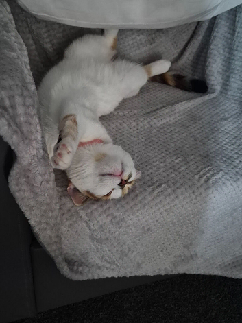 1 year old female