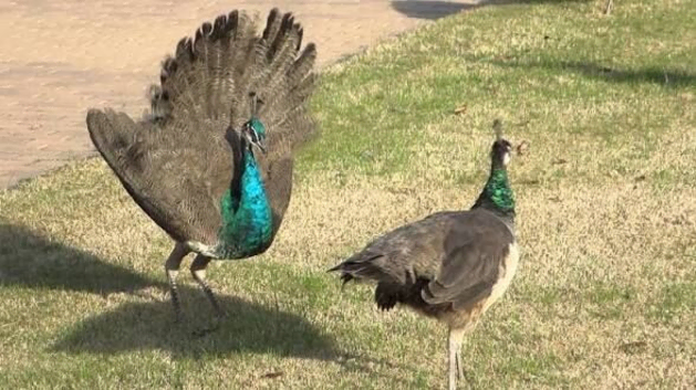 1 year old peacocks