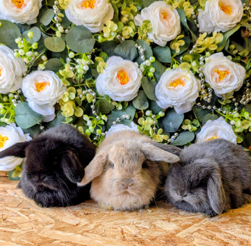 Mini lop babies