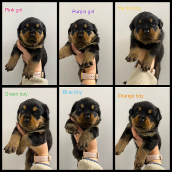 Rottweiler Puppies For Sale