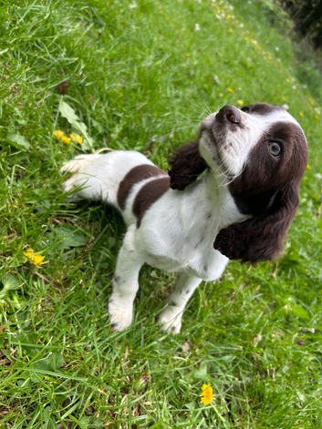 Cocker spaniel puppies
