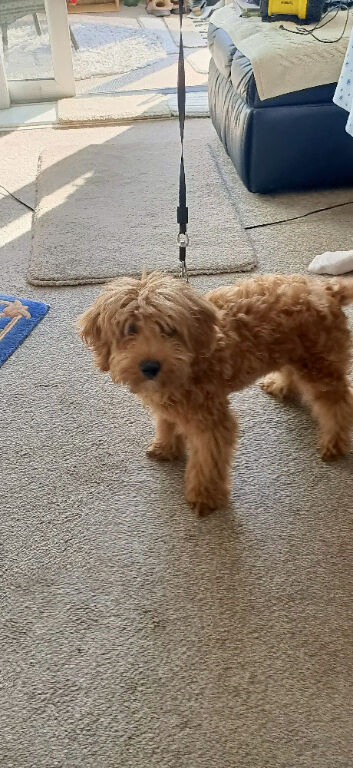 4 months old