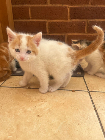 One little male kitten