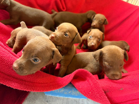 Patterdale Terrier puppies