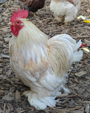 Male chickens looking for new homes