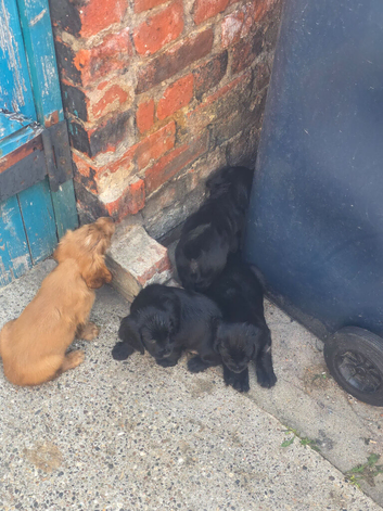 Cocker spaniel puppies for sale