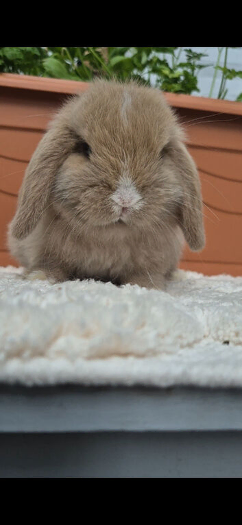 Mini lop boy
