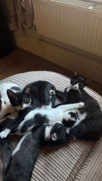 Beautiful kittens looking for forever homes