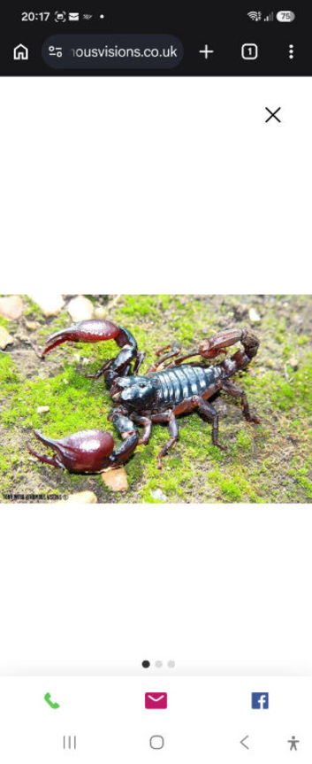 Forest scorpion