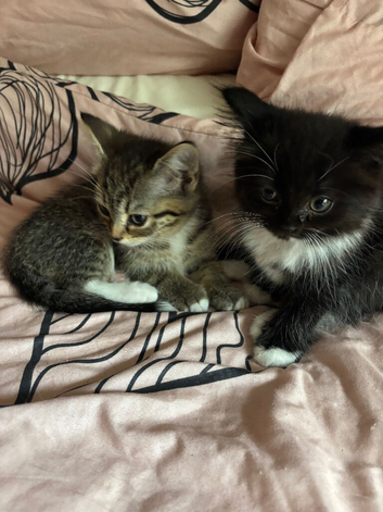 Persian x kittens Tabbies and Black & White