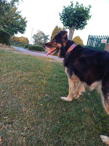 Need to rehome my lovely German shepherd Narla