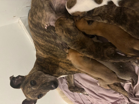 Lurcher puppies for sale 7 weeks, 3 dogs+3girls left