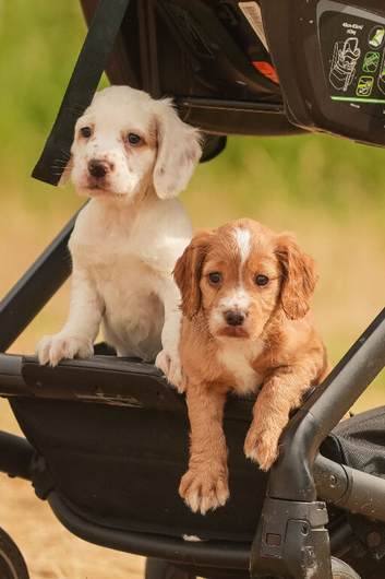 Outstanding Working cocker spaniel puppies. Pick of the litter dog and bitch, our keepers - heartbreaking decision