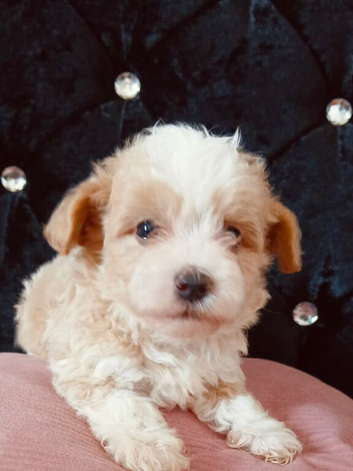 Beautiful Maltipoo puppies looking for their loving forever homes.