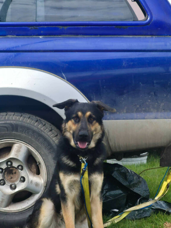 16 month old German shepherd