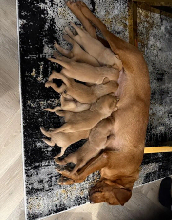 Labrador Retriever Puppies &ndash; 4 Boys & 3 Girls Available