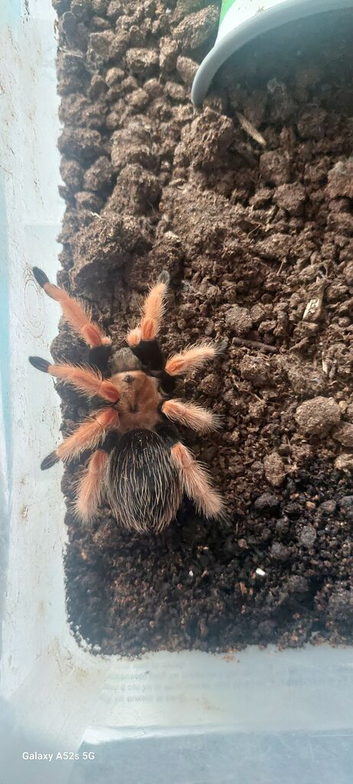 Tarantulas