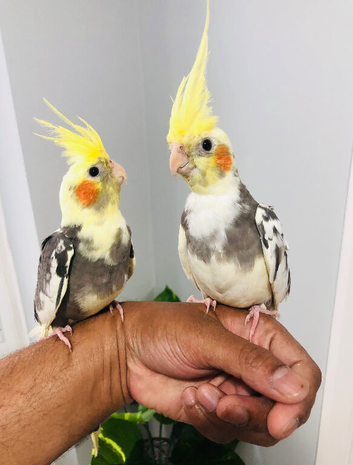 Beautiful hand tamed cockatiels for sale.