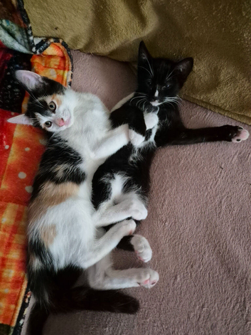 Maincoon X Siamese Equisite Babies. Ready Now for forever LOVING homes.