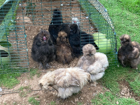 Pure bred quality silkie cockerels