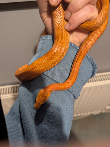2 female corn snakes