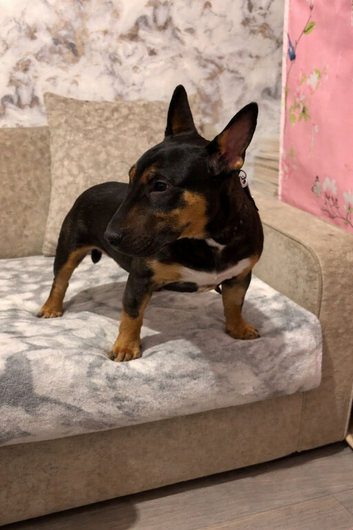 Black tri miniture bull terrier