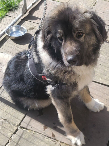 Caucasian shepherd female Huddersfield