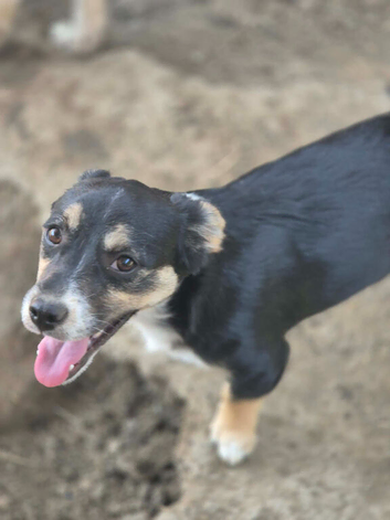 Rescued mix terrier, puppy,6months