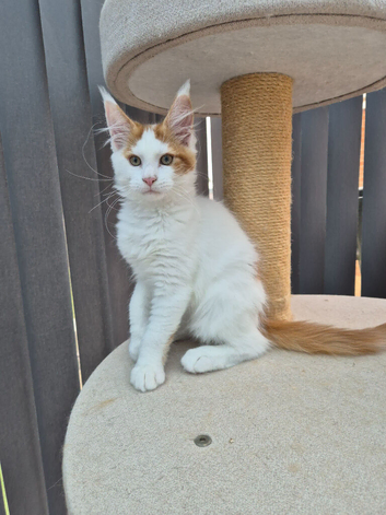 Maine coon kittens