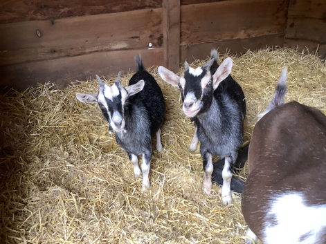 Pygmy Goat (wethers )