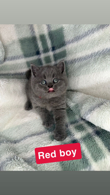 Beautiful British shorthairs
