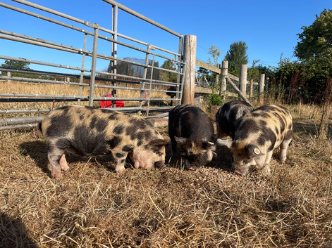 Pedigree Kune Kune piglets