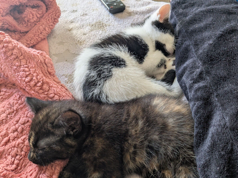 Two female kittens